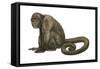 Woolly Monkey (Lagothrix Infumatus), Mammals-Encyclopaedia Britannica-Framed Stretched Canvas