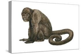 Woolly Monkey (Lagothrix Infumatus), Mammals-Encyclopaedia Britannica-Stretched Canvas