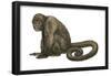 Woolly Monkey (Lagothrix Infumatus), Mammals-Encyclopaedia Britannica-Framed Poster