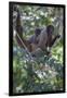 Woolly monkeys, Amazonas, Brazil-Art Wolfe-Framed Photographic Print