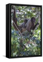 Woolly monkeys, Amazonas, Brazil-Art Wolfe-Framed Stretched Canvas