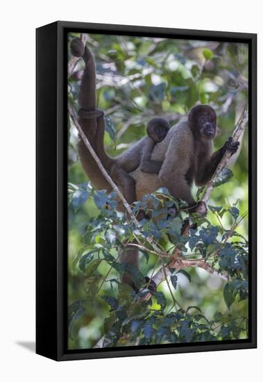 Woolly monkeys, Amazonas, Brazil-Art Wolfe-Framed Stretched Canvas