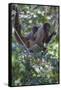 Woolly monkeys, Amazonas, Brazil-Art Wolfe-Framed Stretched Canvas