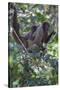 Woolly monkeys, Amazonas, Brazil-Art Wolfe-Stretched Canvas