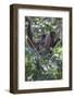 Woolly monkeys, Amazonas, Brazil-Art Wolfe-Framed Photographic Print