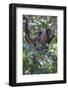 Woolly monkeys, Amazonas, Brazil-Art Wolfe-Framed Photographic Print