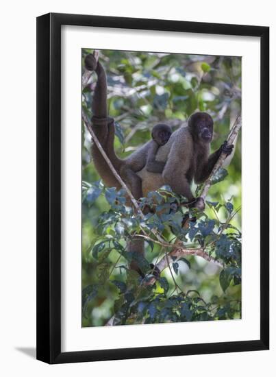 Woolly monkeys, Amazonas, Brazil-Art Wolfe-Framed Photographic Print