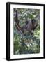 Woolly monkeys, Amazonas, Brazil-Art Wolfe-Framed Photographic Print