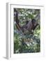 Woolly monkeys, Amazonas, Brazil-Art Wolfe-Framed Photographic Print