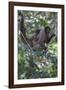 Woolly monkeys, Amazonas, Brazil-Art Wolfe-Framed Photographic Print