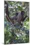 Woolly monkeys, Amazonas, Brazil-Art Wolfe-Mounted Photographic Print