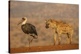 Woolly-necked stork (Ciconia episcopus), Zimanga private game reserve, KwaZulu-Natal-Ann and Steve Toon-Stretched Canvas