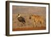 Woolly-necked stork (Ciconia episcopus), Zimanga private game reserve, KwaZulu-Natal-Ann and Steve Toon-Framed Photographic Print