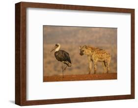 Woolly-necked stork (Ciconia episcopus), Zimanga private game reserve, KwaZulu-Natal-Ann and Steve Toon-Framed Photographic Print