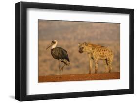 Woolly-necked stork (Ciconia episcopus), Zimanga private game reserve, KwaZulu-Natal-Ann and Steve Toon-Framed Photographic Print