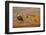 Woolly-necked stork (Ciconia episcopus), Zimanga private game reserve, KwaZulu-Natal-Ann and Steve Toon-Framed Photographic Print