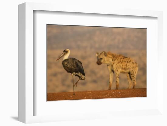 Woolly-necked stork (Ciconia episcopus), Zimanga private game reserve, KwaZulu-Natal-Ann and Steve Toon-Framed Photographic Print