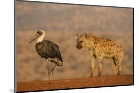 Woolly-necked stork (Ciconia episcopus), Zimanga private game reserve, KwaZulu-Natal-Ann and Steve Toon-Mounted Photographic Print