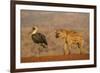 Woolly-necked stork (Ciconia episcopus), Zimanga private game reserve, KwaZulu-Natal-Ann and Steve Toon-Framed Photographic Print