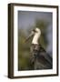 Woolly-necked stork (Ciconia episcopus), Zimanga private game reserve, KwaZulu-Natal-Ann and Steve Toon-Framed Photographic Print