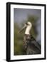 Woolly-necked stork (Ciconia episcopus), Zimanga private game reserve, KwaZulu-Natal-Ann and Steve Toon-Framed Photographic Print