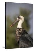 Woolly-necked stork (Ciconia episcopus), Zimanga private game reserve, KwaZulu-Natal-Ann and Steve Toon-Stretched Canvas