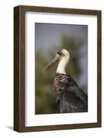 Woolly-necked stork (Ciconia episcopus), Zimanga private game reserve, KwaZulu-Natal-Ann and Steve Toon-Framed Photographic Print