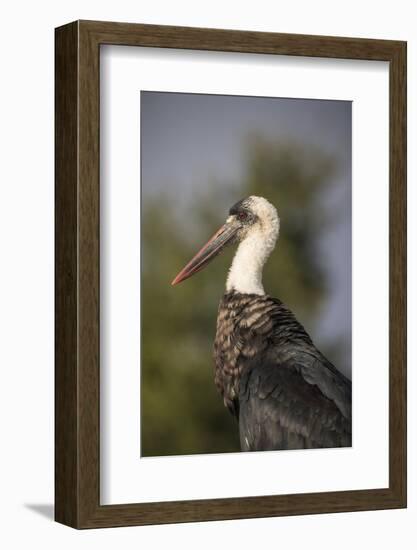 Woolly-necked stork (Ciconia episcopus), Zimanga private game reserve, KwaZulu-Natal-Ann and Steve Toon-Framed Photographic Print