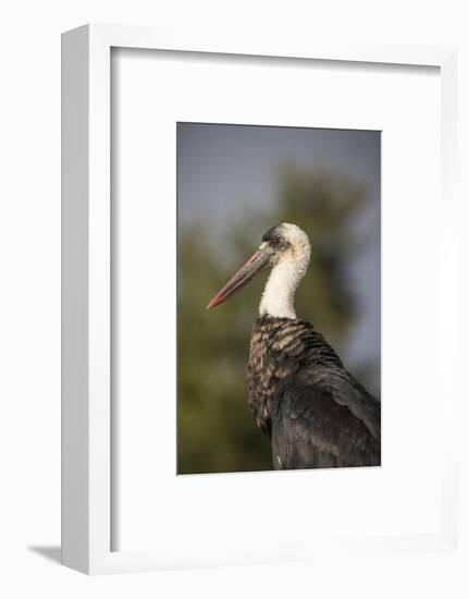 Woolly-necked stork (Ciconia episcopus), Zimanga private game reserve, KwaZulu-Natal-Ann and Steve Toon-Framed Photographic Print