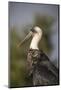 Woolly-necked stork (Ciconia episcopus), Zimanga private game reserve, KwaZulu-Natal-Ann and Steve Toon-Mounted Photographic Print