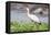 Woolly-necked stork-Lee Klopfer-Framed Stretched Canvas