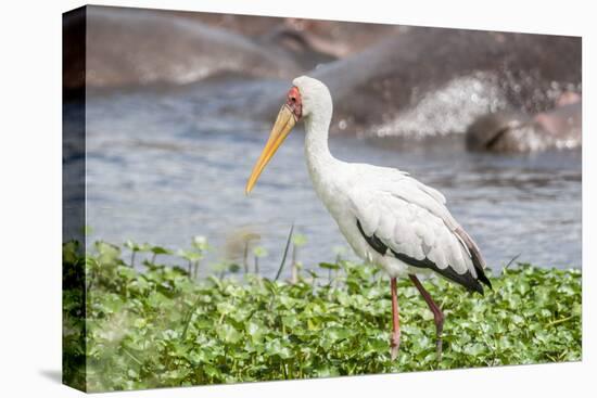 Woolly-necked stork-Lee Klopfer-Stretched Canvas