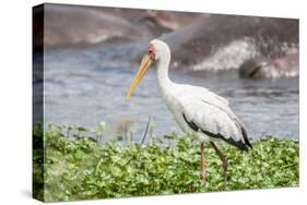 Woolly-necked stork-Lee Klopfer-Stretched Canvas