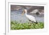 Woolly-necked stork-Lee Klopfer-Framed Photographic Print