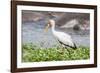 Woolly-necked stork-Lee Klopfer-Framed Photographic Print