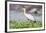 Woolly-necked stork-Lee Klopfer-Framed Photographic Print