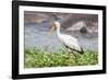 Woolly-necked stork-Lee Klopfer-Framed Photographic Print