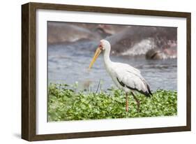Woolly-necked stork-Lee Klopfer-Framed Photographic Print