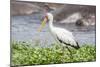 Woolly-necked stork-Lee Klopfer-Mounted Photographic Print