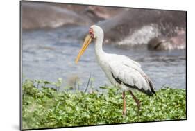 Woolly-necked stork-Lee Klopfer-Mounted Photographic Print