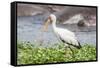 Woolly-necked stork-Lee Klopfer-Framed Stretched Canvas