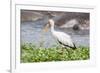 Woolly-necked stork-Lee Klopfer-Framed Photographic Print