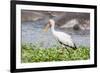 Woolly-necked stork-Lee Klopfer-Framed Photographic Print