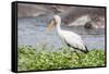 Woolly-necked stork-Lee Klopfer-Framed Stretched Canvas