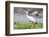 Woolly-necked stork-Lee Klopfer-Framed Photographic Print