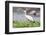 Woolly-necked stork-Lee Klopfer-Framed Photographic Print