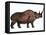 Woolly Rhinoceros, an Extinct Mammal from the Pleistocene Period-null-Framed Stretched Canvas