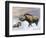 Woolly Rhinoceros-null-Framed Photographic Print