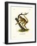 Woolly Spider Monkey-null-Framed Giclee Print