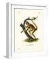 Woolly Spider Monkey-null-Framed Giclee Print